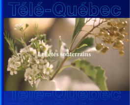 Captation nos etes souterrains