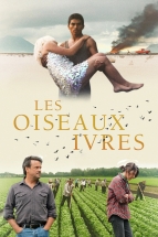 les oiseaux ivres